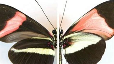 K­e­l­e­b­e­k­l­e­r­i­n­ ­d­e­s­e­n­ ­v­e­ ­r­e­n­k­l­e­r­i­ ­d­e­ğ­i­ş­t­i­r­i­l­d­i­